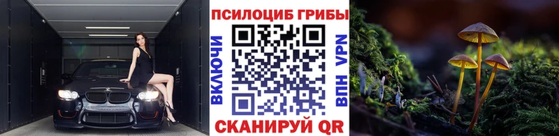Купить Волхов Псилоцибиновые грибы мицелий